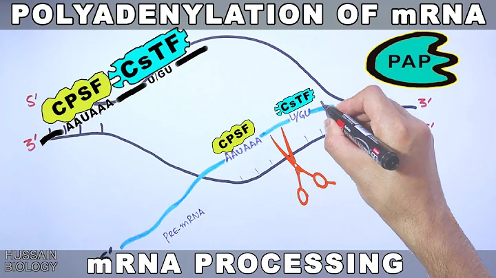 Polyadenylation of mRNA