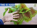 HOW TO LANDSCAPE & RE-ARRANGED USING MIANA/MAYANA / COLEUS ...