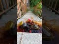 Breaking glass bottle⚠️🔥Crushing Crunchy &amp; Soft Things_#asmr #shorts #asmrsound #satisfyingvideo
