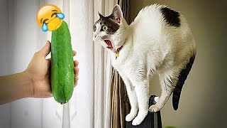 🤣😍 Funniest Cats and Dogs 😅😆 Best Funniest Animals Video 2024 #8