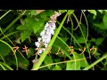 山野草・夏編#92　アキノタムラソウ