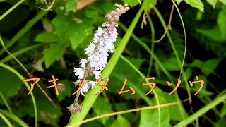 山野草・夏編#92　アキノタムラソウ