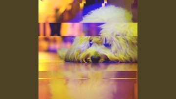 Mind-blowing Backdrops for Unwinding Doggo