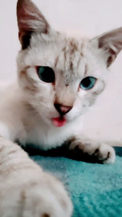 Mandi ala aing maung, hap hap bulu, rutinitas si putih muka imut