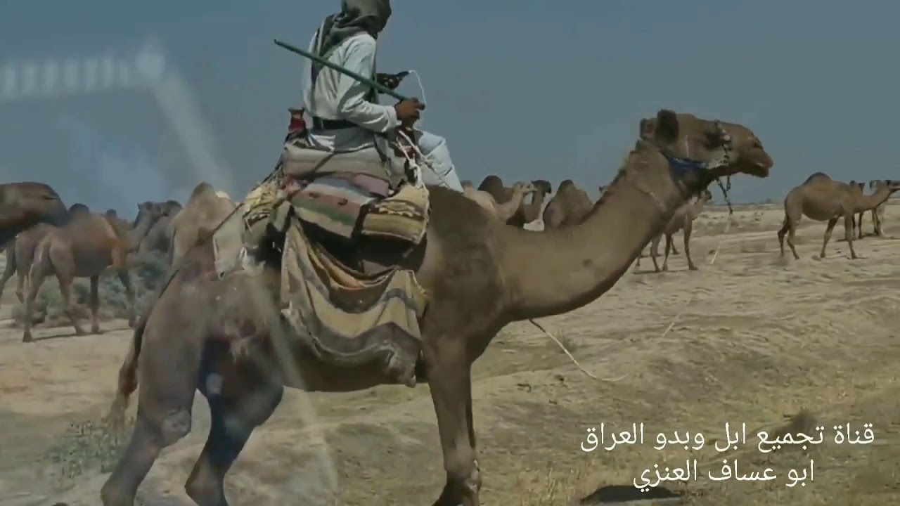 ابل العراق 👍