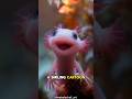 Axolotl The Eternal Baby With Super Healing Powers