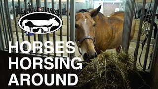 Horses Horsing Around