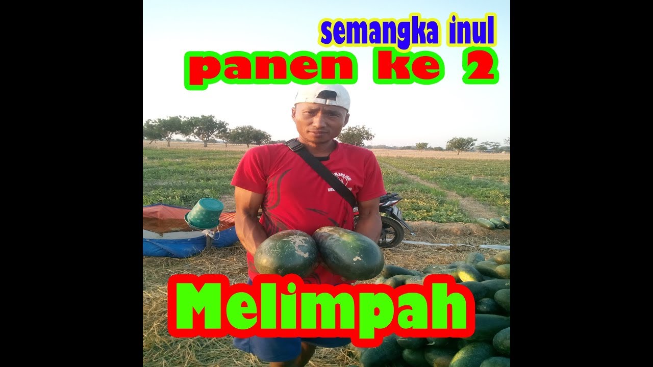 Pemanenan semangka inul ke 2  hasil melimpah