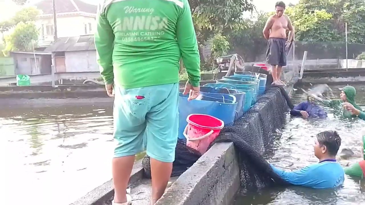petani sukses Budidaya ikan patin sa' at ini hasilnya sangat menjanjikan