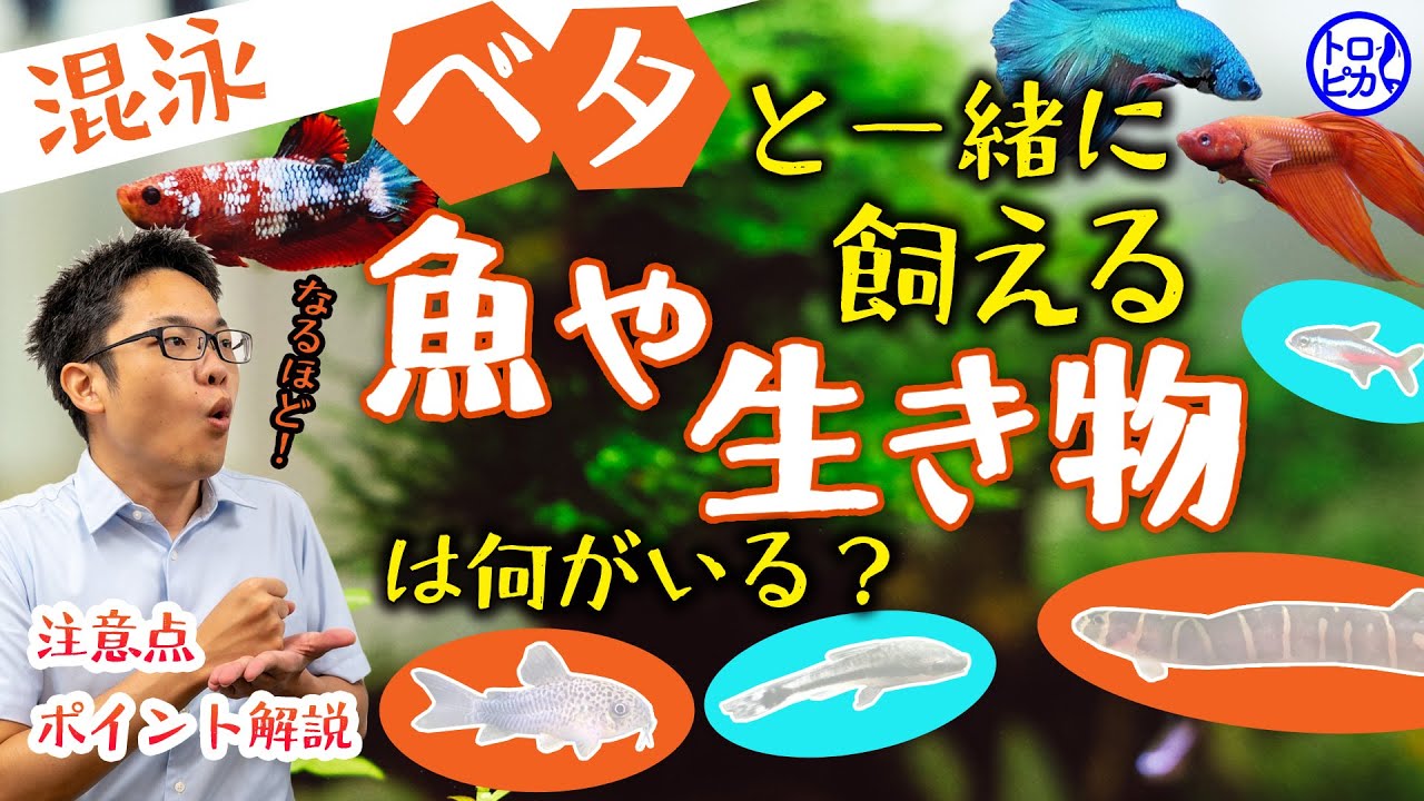 必見 ベタと一緒に飼える魚や生き物とは 混泳の方法 注意点を解説 Youtube