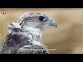 شيلة الطير غالي مبروك كلمات عبدالله الظفيري اداء يوسف العنزي 
