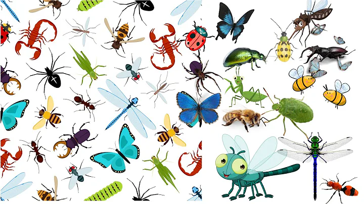 Guess the INSECTS | Quiz Game for Kids,  Insects for kids |Insects | Insects name in English | | - DayDayNews