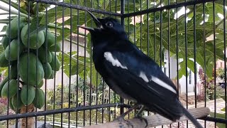 Kicauan Burung Kacer Dada Hitam Asli Muda Hutan