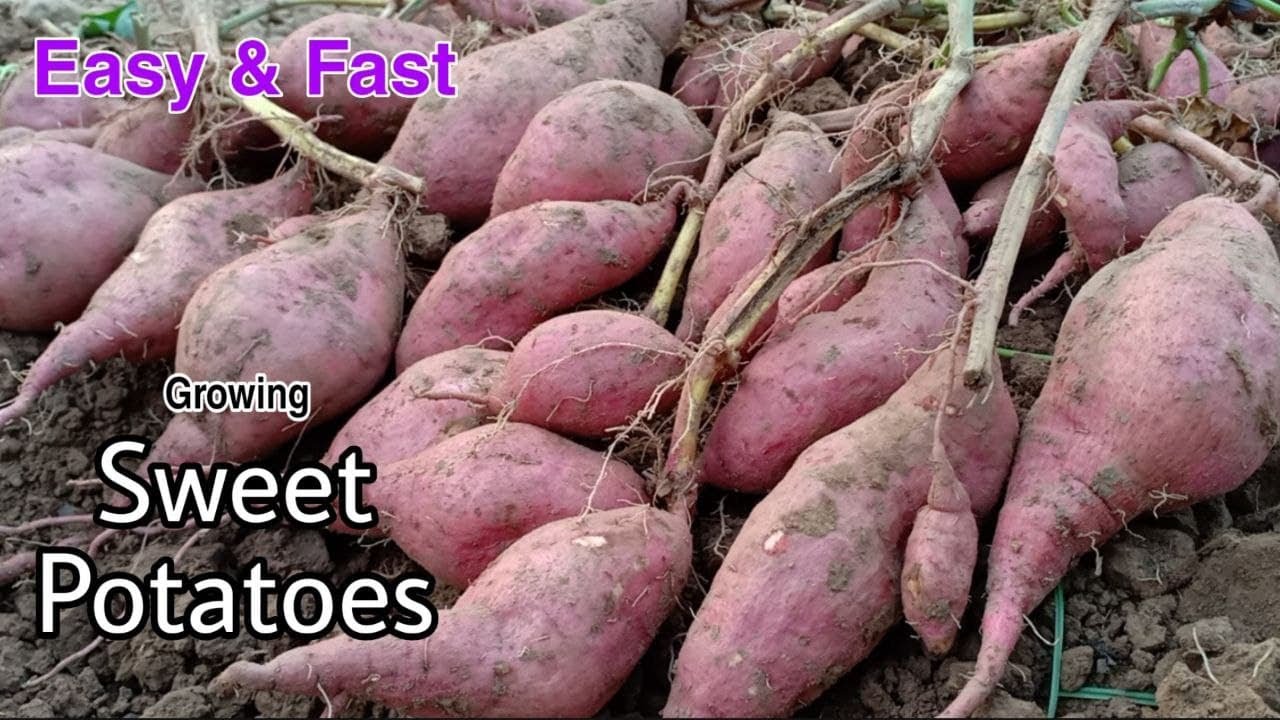 Growing Sweet Potatoes Till Harvest / How to grow sweet potatoes at