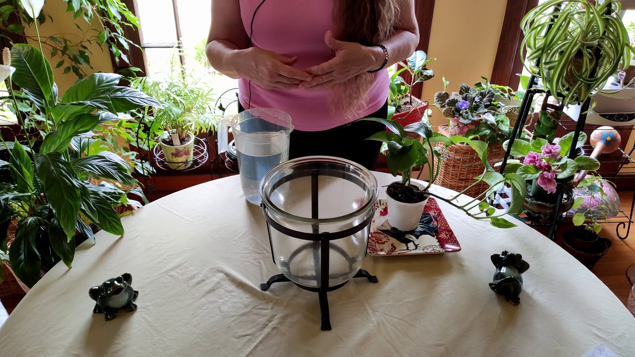 How to Leach Your Houseplants and Why