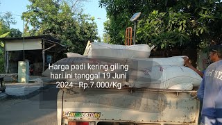 Harga padi kering giling tanggal 19 - 06 -2024 ,Rp 7000/kg.#mulyanto SPP-SPMA.#petani tangguh.