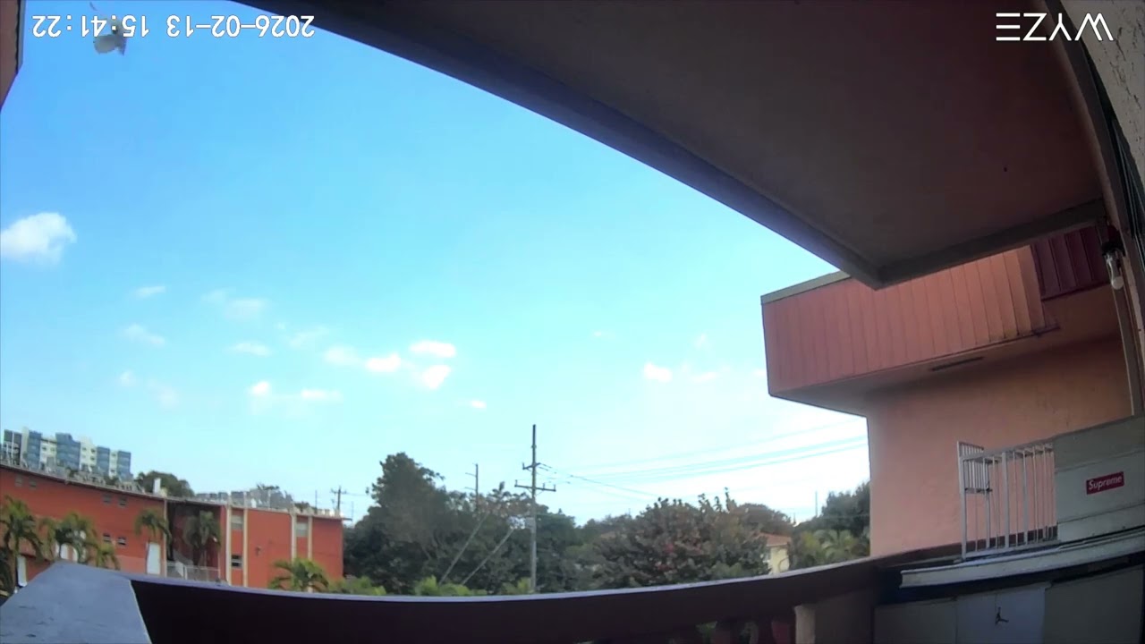 Captura de la COLI RIPIA 🔥💪👏(palomo empedrado del barrio)