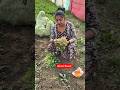 Ham Bhi Thoda bahut Khet Me Kam Kar Lete Hai | Minivlog 9/100 #viral #video #trending #youtube