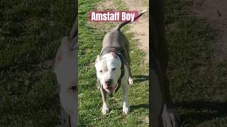 Amstaff Boy- Амстафф Бой #amstaff #амстафф #pitbull #dog #собака #тренировка #качалка #спортсмены