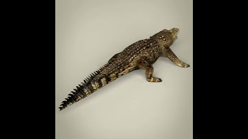 3D Model of Low Poly Realistic Crocodile Review