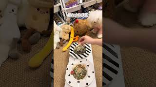 Insect food that s super good for small dogs#dog#Pet meals#Dogs eat#Diary of a Little Dog#