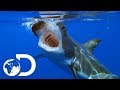 Terrifying Great White Shark Gets Tagged As It Hunts | Shallow Water Invasion