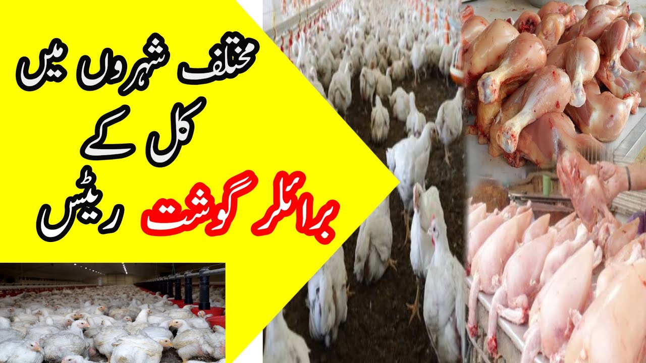 Broiler Chicken Rate || Chicken Meat Rate update