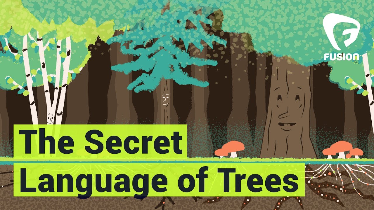 Trees can talk, we just can’t hear it YouTube