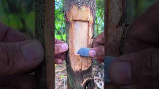 Upgrade durian tree grafting #gardening #tips #plants #multiplyplants #trending