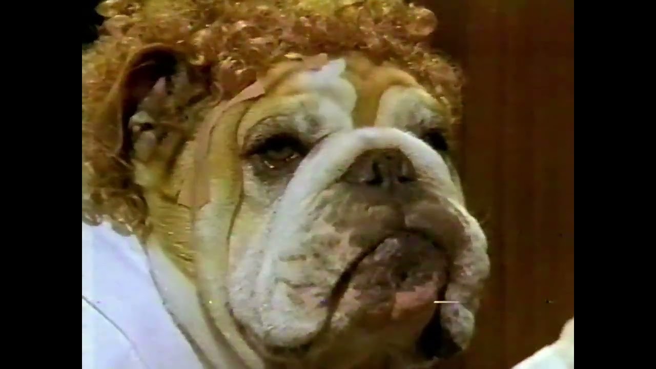 Un monde de chien – Sitcom avec chiens qui parlent, TVA 1997