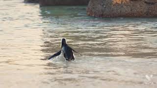 Beautiful Relaxing Music - Soothing Piano Music &Guitar Music with Birds Chirping by #let's play screenshot 5