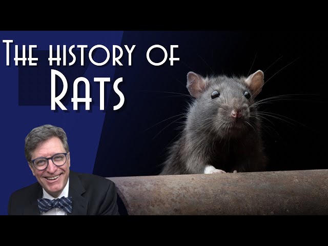 Rats: Humanity's Dark Shadow - YouTube