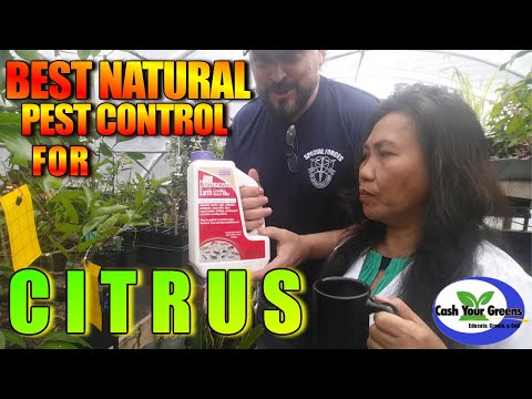 What Product Kills Both Snails And Aphids