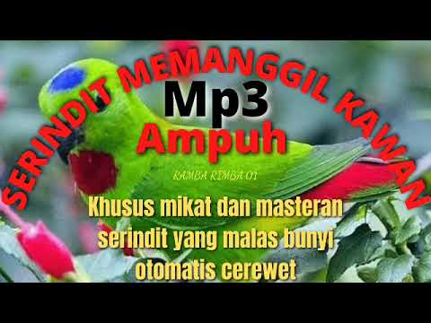 Serindit Memanggil Ampuh || Khusus Mikat Dan Masteran Burung Serindit