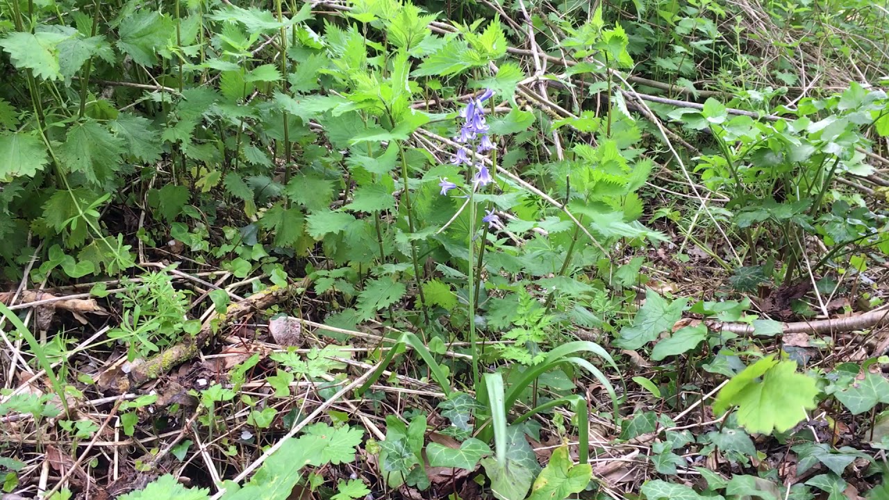Bluebells (Hyacinthoides) - plant under a Wild cherry tree - April 2018