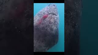 SPEARING A GIANT NORWEGIAN HALIBUT #spearfishing #halibut #norway #ytshorts