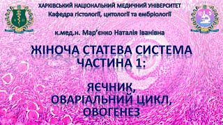 Жіноча статева система, частина 1: яєчник, оваріальний цикл, овогенез. Гістологія