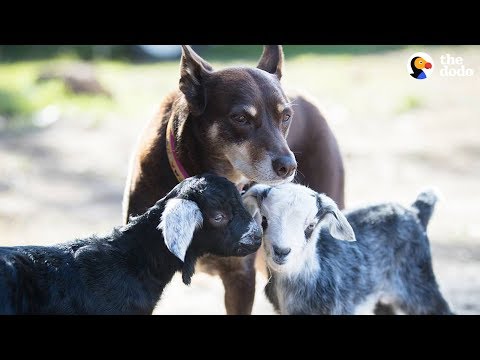 Dog Helps Her Mom Take Care Of All The Animals At Their Sanctuary - RUBY | The Dodo