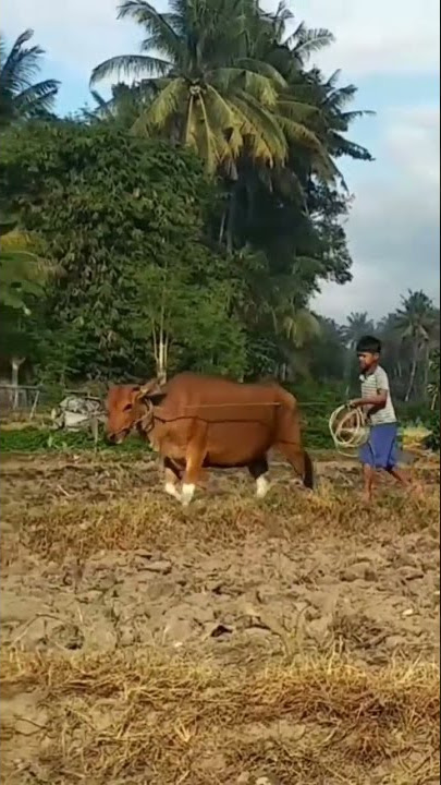 Langka,, Shorts Video Suasana Pedesaan pagi hari yang bikin hati Rindu || Seperti era 80 an