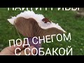 По Синеножку зимой с собакой