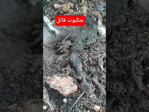 عنكبوت قاتل شاهد أين يعيش العقارب صياد 