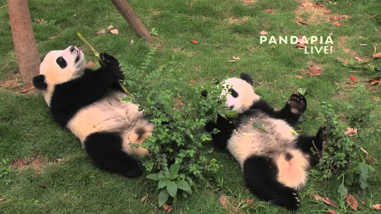 pandas merge 20150613 Broadcast Top Highlights 直播精彩集錦星语又想咬信号线