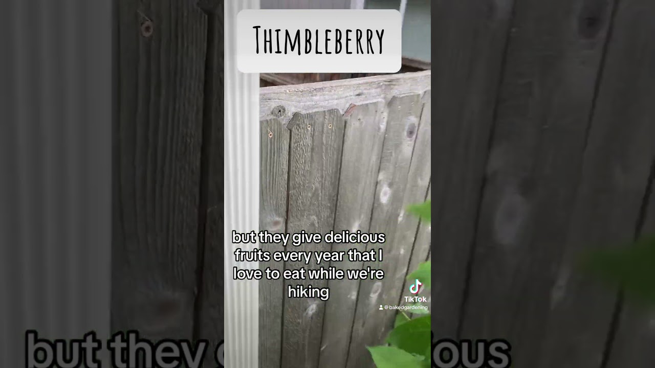 Just me cursing about thimble berry plants