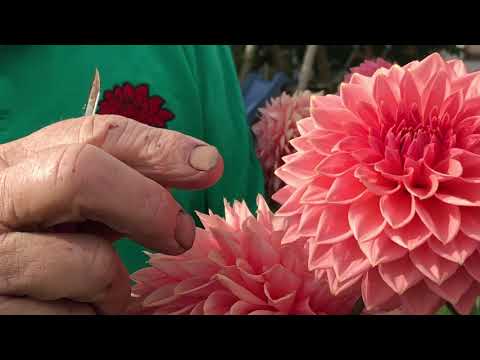 Video: Hvorfor blomstrer dahliaer ikke?