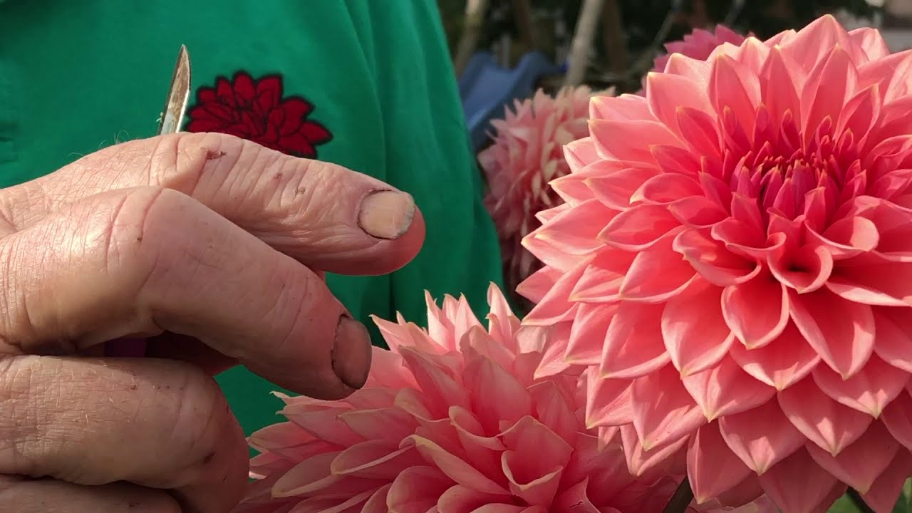Ikke så velegnet dahlia til salgsbod