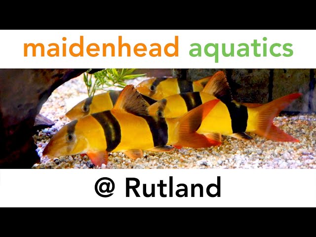 Maidenhead Aquatics @ Rutland