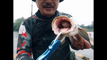 Lưu ý khi câu chuối sộp mùa đông phần 2#Shorts