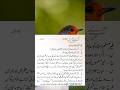 غیر مسلم استاد کو سلام کہنا || Gher muslim ustad ko salam kehna #islamicshorts #quran #hadees