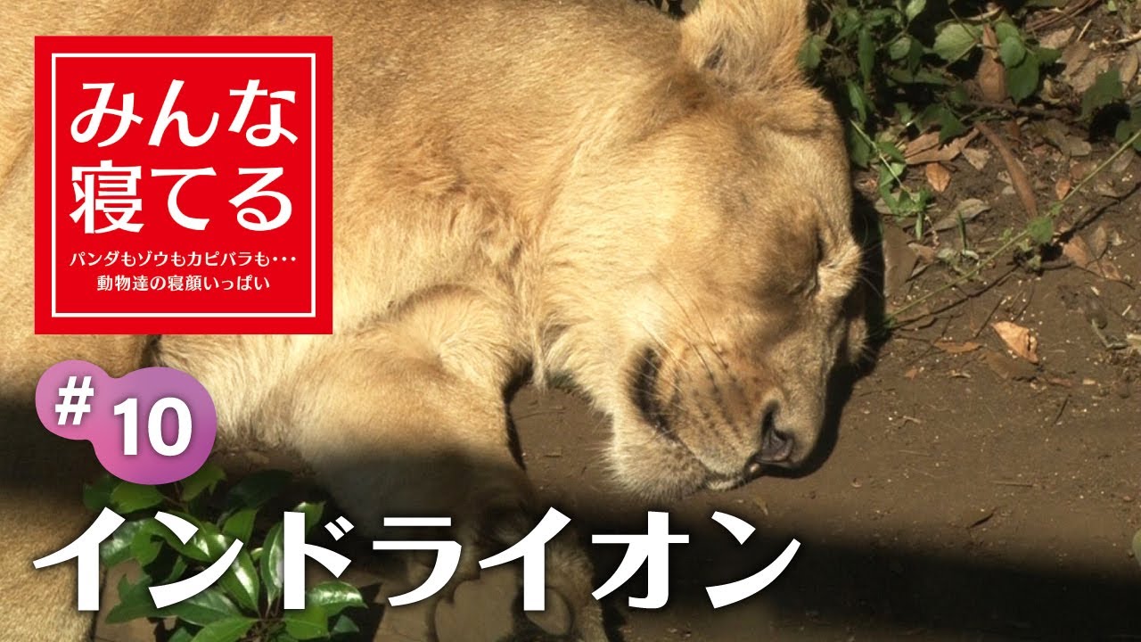 百獣の王たちの無防備な寝姿 Sleeping Asiatic Lion Youtube