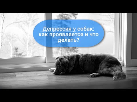 Депрессия у собак: как проявляется и что с этим делать?